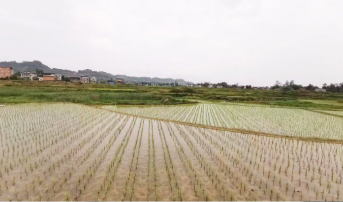 川渝现代高效特色农业示范带建设项目设计